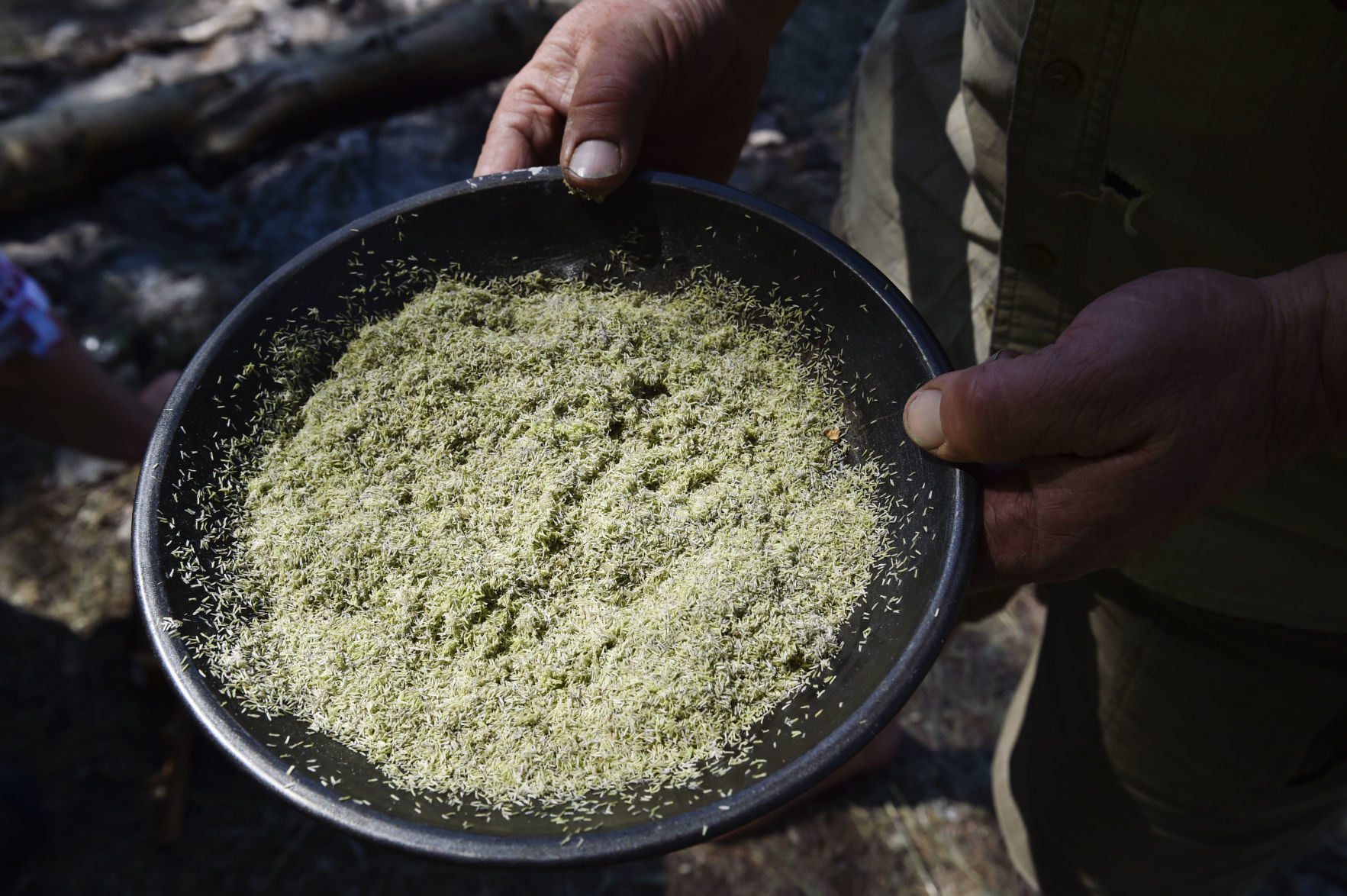A dish of grass stamens Elpel has gathered